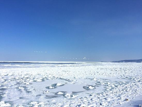 流氷の上を飛ぶ白鳥の群れ　2024年2月12日撮影　北海道北見市常呂町