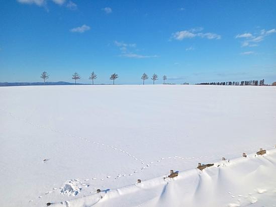 雪原のメルヘンの丘＆野生動物の足跡　北海道大空町女満別