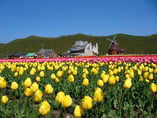 春　チューリップ公園　北海道湧別町