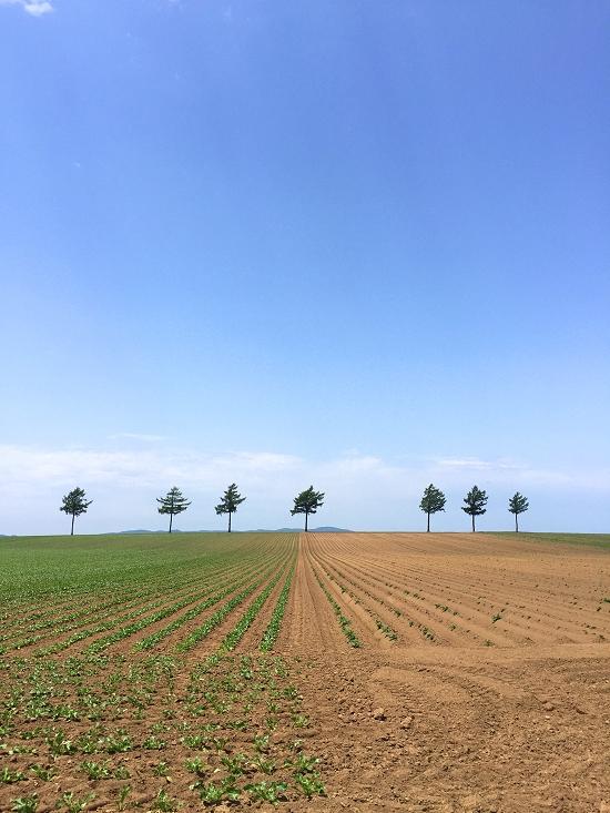 初夏のメルヘンの丘　北海道大空町女満別