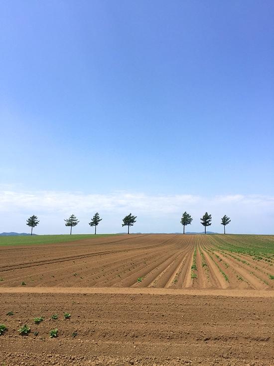 初夏のメルヘンの丘　北海道大空町女満別