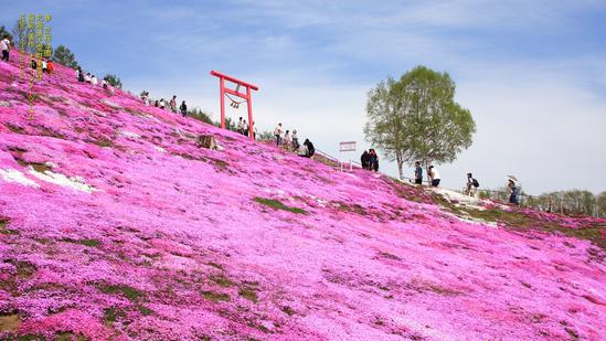 芝桜公園 春 北海道大空町東藻琴