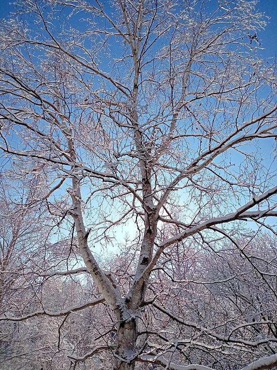 雪景色 北海道北見市周辺の森