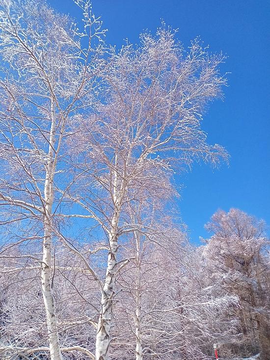雪景色　北海道北見市周辺の森