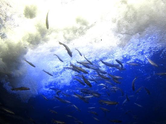 北の大地の水族館（旧：山の水族館）　2012年撮影　北海道北見市留辺蘂町温根湯温泉