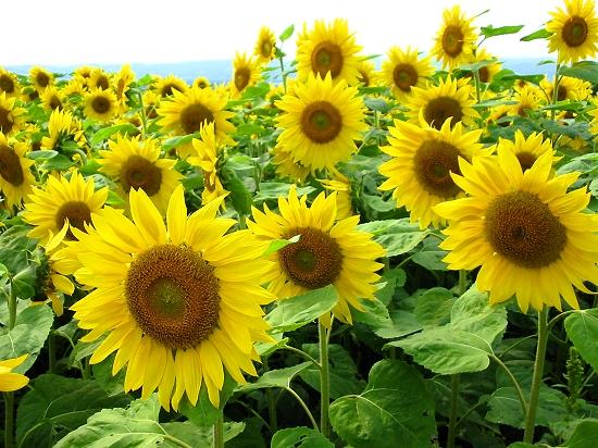 ヒマワリ畑　夏　女満別空港北側滑走路周辺　北海道大空町女満別